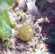 Oyster Thief (Colpomenia sp.)