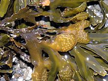 Rock Weed (Fucus gardneri)