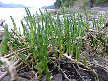Sea Asparagus (Salicornia)