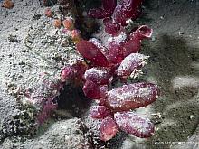 Sea Grapes (Botryocladia pseudodichotoma)