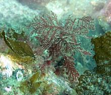 Sea Lace (Microcladia coulteri)