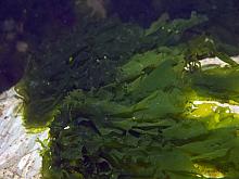 Sea Lettuce (Ulva sp)