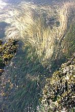 Surf Grass (Phyllospadix spp)