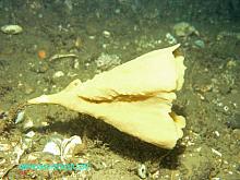 Funnel Sponge (Phakellia sp)