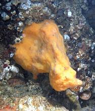 Red Volcano Sponge (Acarnus erithacus)