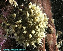 Retractable Nipple Sponge (Weberella sp) unconfirmed