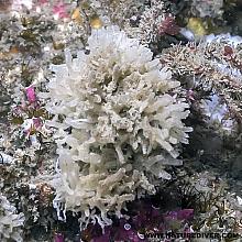 Spaghetti Sponge (Leucosolenia nautilia)