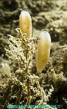 Stalked Vase Sponge (Leucilla nuttingi)