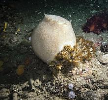 Tennis Ball Sponge (Craniella villosa)