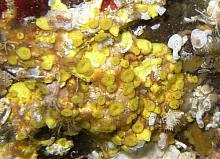 Yellow Boring Sponge (Cliona celata)