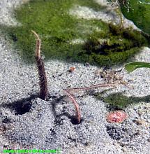 Burrowing Brittle Star (Amphiodia periercta)