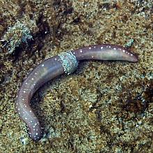 Jellybean Sea Cucumber (Chiridota albatrossii)