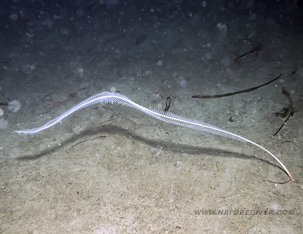 Sea Whip (Balticina septentrionalis)