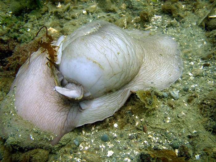 Moon Snail (Polinices lewisii)