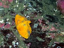 Butterfly crab (Cryptolithodes typicus)