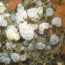 Mushroom Compound Tunicate (Distaplia occidentalis)
