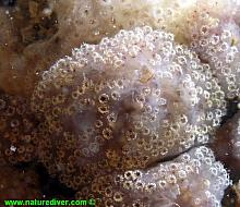 Peach-Coloured Compound Tunicate (Synoicum parfustis)