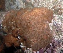 Speckled Compound Tunicate (Trididemnum alexi)