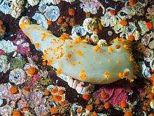 Clown Nudibranch (Triopha catalinae)