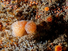 Red-Dotted Compound Tunicate (Eudistoma molle)