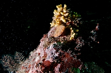 Northern Staghorn Bryozoan (Heteropora pacifica)
