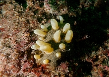 Aggregated Nipple Sponge (Polymastia pachymastia)