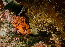 Red Sea Cucumber (Cucumaria miniata)