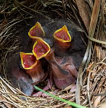 2021-04 Spotted Towhee Hatchlings