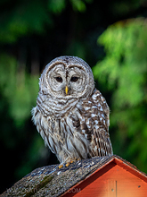 2022-07-24 Barred Owl