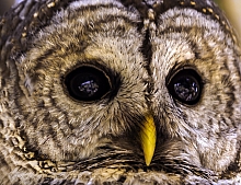 2023-07 Barred Owl