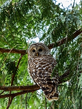 Barred Owl 2023 (10 of 11)