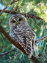 Barred Owl 2023 (11 of 11)
