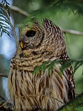 Barred Owl 2023 (2 of 11)