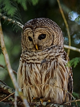 Barred Owl 2023 (4 of 11)