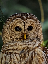 Barred Owl 2023 (8 of 11)