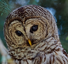 Barred Owl 2023 (9 of 11)