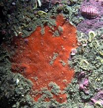Velvety Red Sponge (Ophlitaspongia pennata)